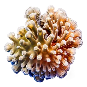 Hard Coral Structure Png Sqy PNG image