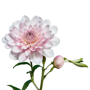 "harmony In Blooms: Balanced Flower PNG" D