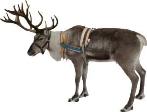 Harnessed Reindeer Profile PNG image