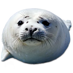 Harp Seal Png 80 PNG image