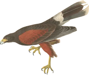 Harris Hawk Illustration PNG image