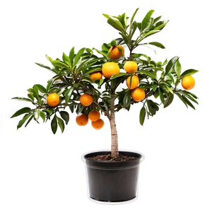 Harvest Ready Orange Tree Png 06132024 PNG image