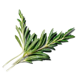 Harvested Herb PNG 77 PNG