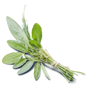 Harvested Herb PNG Wwj PNG
