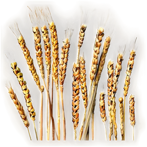 Harvested Wheat Stalks Png 05252024 PNG image