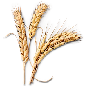 Harvested Wheat Stalks Png 64 PNG image