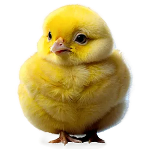 Hatching Chick PNG Quj