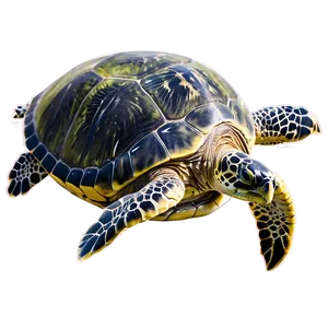 Hawaiian Green Sea Turtle PNG 06242024