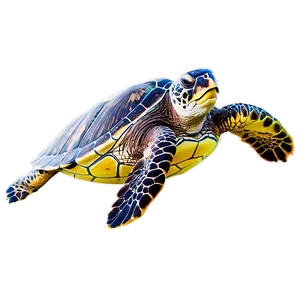 Hawaiian Green Sea Turtle PNG 06242024