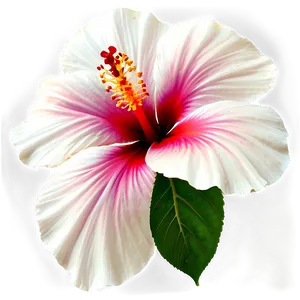 Hawaiian Hibiscus Png Aue PNG image