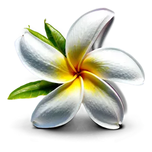 Hawaiian Plumeria PNG 06272024