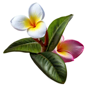 Hawaiian Plumeria PNG 06272024