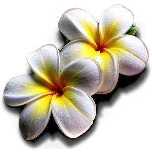 Hawaiian Plumeria PNG 87