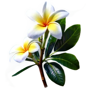 Hawaiian Plumeria Png Xkx2 PNG image