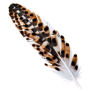 Hawk Feather Closeup Png 05042024 PNG image