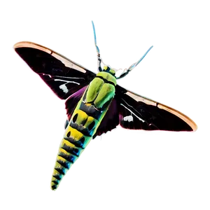 Hawk Moth PNG 4