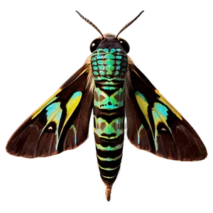 Hawk Moth PNG Ppn