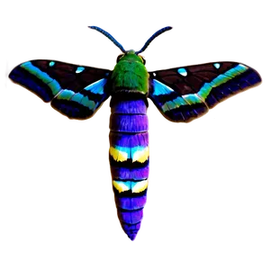 Hawk Moth PNG Qdy