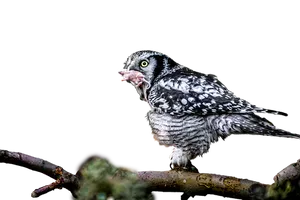 Hawk Owl Feeding Time PNG image