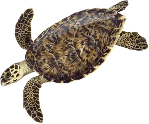 Hawksbill Sea Turtle Illustration PNG image