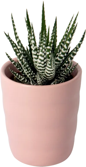 Haworthia Fasciata Zebra Plantin Pink Pot PNG image