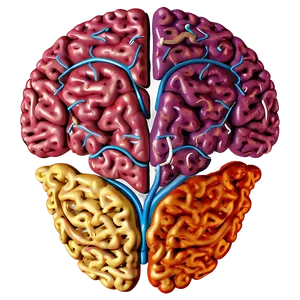 Healthy Brain Png Obx18 PNG image