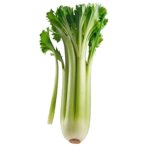 Healthy Celery PNG 88 PNG