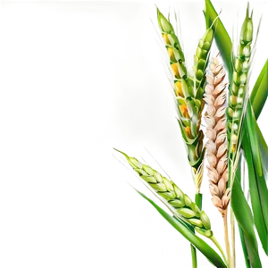 Healthy Green Wheat Field Png Thm PNG image