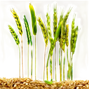 Healthy Green Wheat Field Png Vxa PNG image