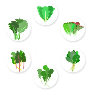 Healthy Leafy Greens Infographic PNG image