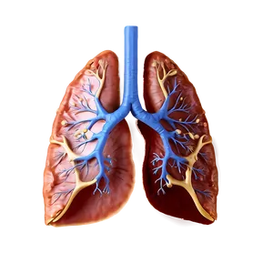 Healthy Lung Image Png 06112024 PNG image