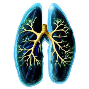 Healthy Lungs Illustration Png 05232024 PNG image