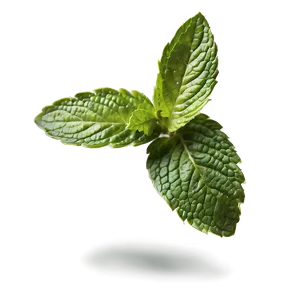 Healthy Mint Leaves Png Vxy45 PNG image