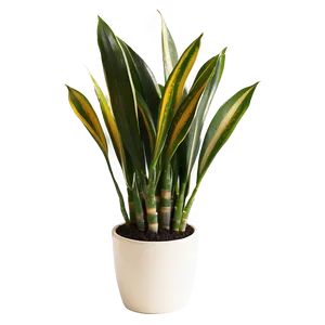 Healthy Snake Plant PNG Qqy4 PNG