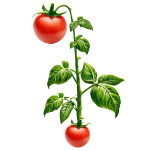 Healthy Tomato Plant Png 06212024 PNG image