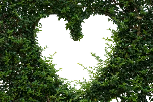 Heart Shaped Hedge Opening