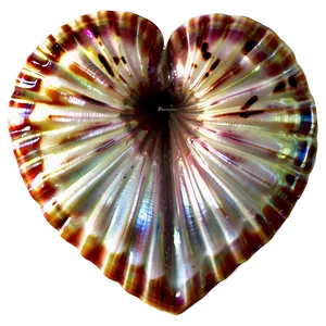 Heart Shaped Shells PNG 06212024 PNG