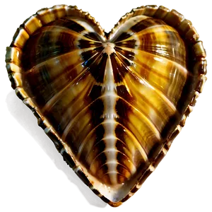 Heart Shaped Shells PNG 54 PNG