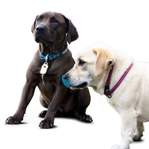 Heartwarming Dogs PNG Isp94 PNG