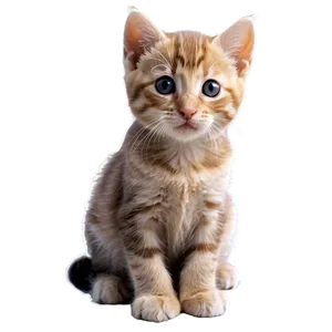 Heartwarming Kitten Png Ejk60 PNG image