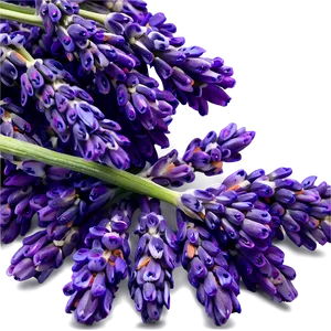 Heartwarming Lavender PNG Mob45