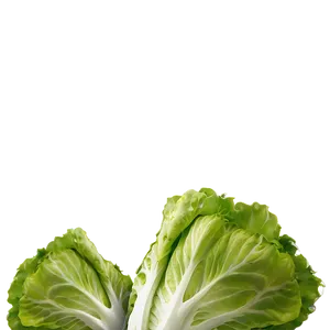 Hearty Lettuce Png Hoo PNG image