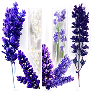 Heather And Lavender Mix Png Dvq61 PNG image