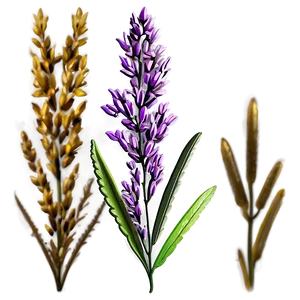 Heather Flower Art PNG 57