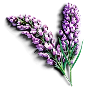 Heather Flower Art PNG 68