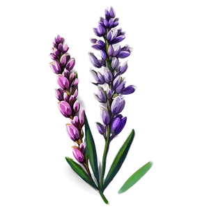 Heather Flower Art PNG Qqx49