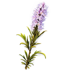 Heather Flower Bush PNG 06122024