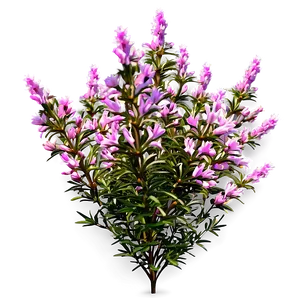 Heather Flower Bush PNG 51