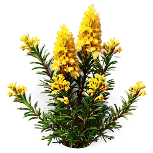 Heather Flower Bush PNG Snd