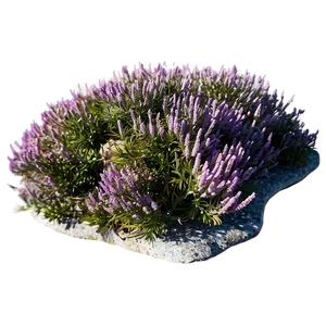 Heather On Rocky Hillside Png Pxy1 PNG image